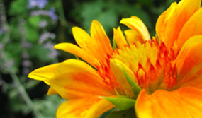 A close-up photo of a flower