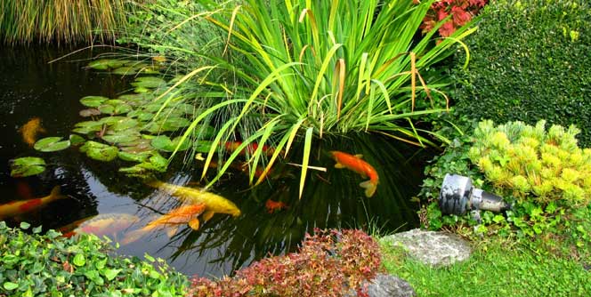 Photo of a koi pond